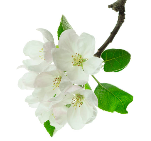 istock sprig of blossoming apple tree isolated on white background. apple tree in bloom. Blooming apple tree in spring time. 1456238076