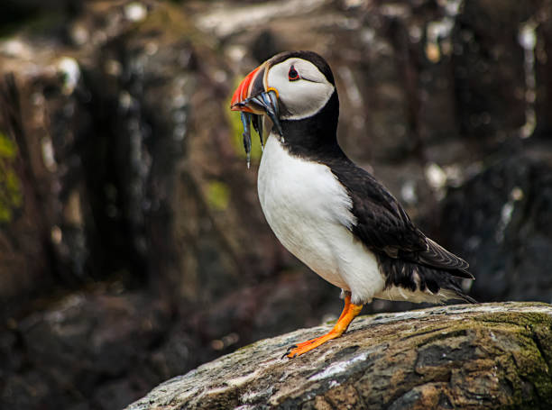 istock Puffin Gone Fishing 1456238100