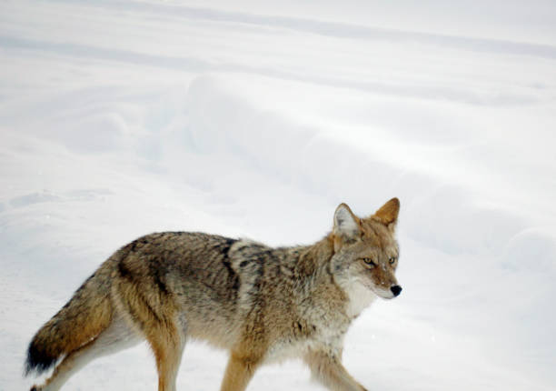 istock Yellowstone Coyote in Winter 1456238571