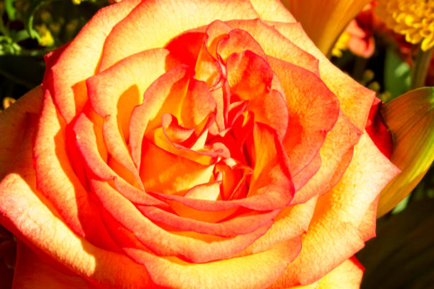 Beautiful spring flower macro shot with vibrant color.