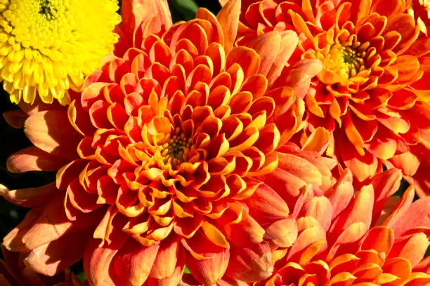 Photo of Orange and yellow chrysanthemum macro close up