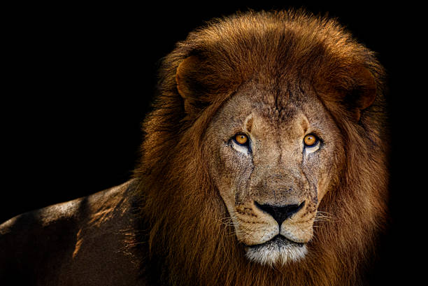 male lion portrait - lake manyara national park photos et images de collection