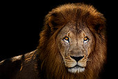 Male lion portrait