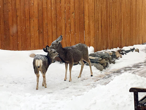 istock Yellowstone Deers in Winter 1456241218