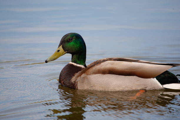 istock wild duck swims in the lake 1456241482