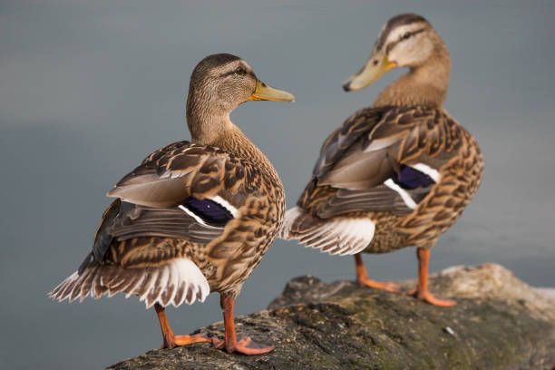istock wild duck swims in the lake 1456241504