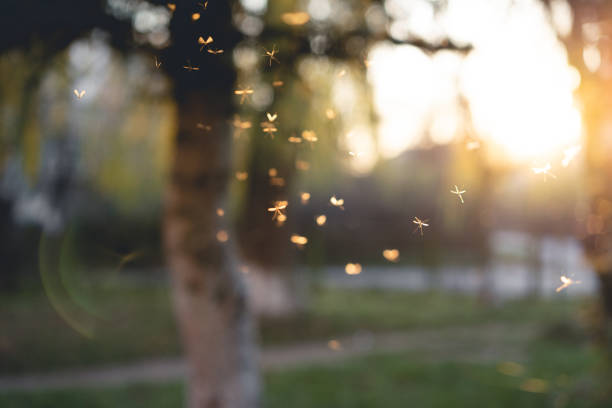 many mosquitoes at sunset
