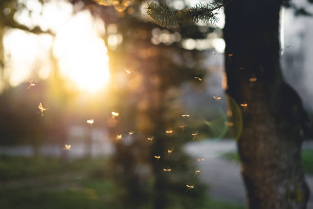 istock many mosquitoes at sunset 1456241578