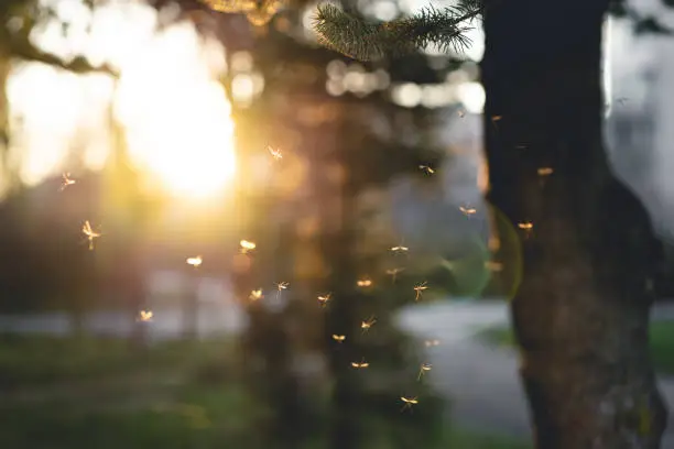 Photo of many mosquitoes at sunset