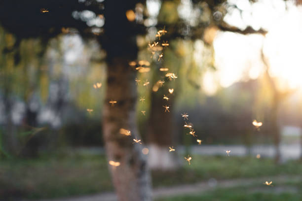 istock many mosquitoes at sunset 1456241579