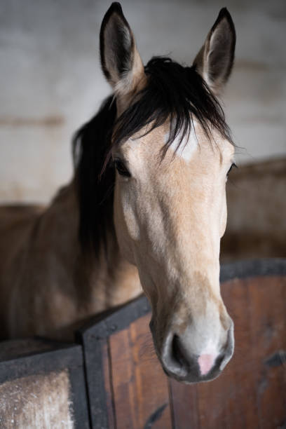 istock a beautiful horse in the stable 1456241585