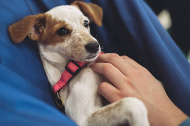 istock beautiful little puppy resting, sleeping after a busy day. 1456241635