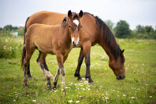 istock beautiful horses graze in the pasture 1456241656