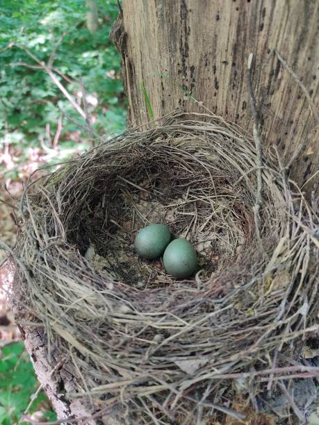 istock a pair of blue bird eggs in a nest in the forest on a tree. 1456241850