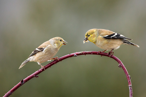 A pair of American Goldfinches squabble over a sunflower seed while perched on a wild red raspberry cane on a chilly winter afternoon.