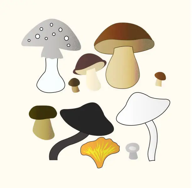 Vector illustration of Mushroom collection