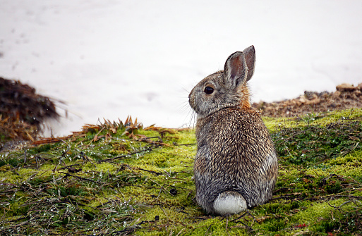 Yellowstone Snowshoe Hare in Winter