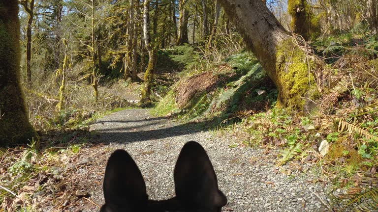 Dog Perspective Hiking Trail in Moss Covered Forest