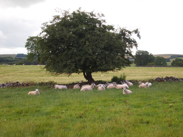 istock Sheep and Lambs under a tree in Chee Dale, Derbyshire. 1456246828