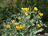 Horned poppy with rich yellow corollas