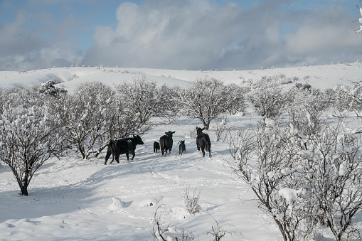 Snow fall on Black Cows