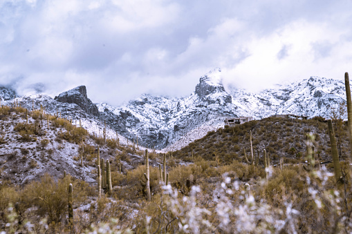Snow fall on Saguaro Cactus