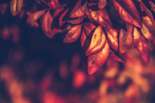 istock Red leaves in autumn 1456249085