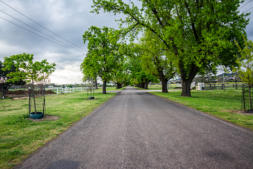 a famous avenue of trees in Tamworth, NSW