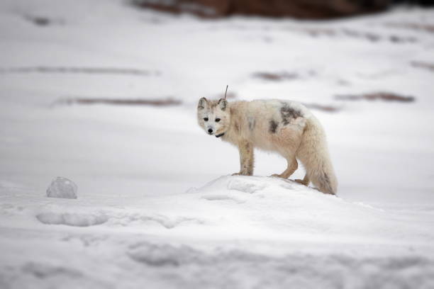 słodki biały lis polarny w śniegu na svalbardzie w mroźny zimowy dzień - snow white animal arctic fox zdjęcia i obrazy z banku zdjęć