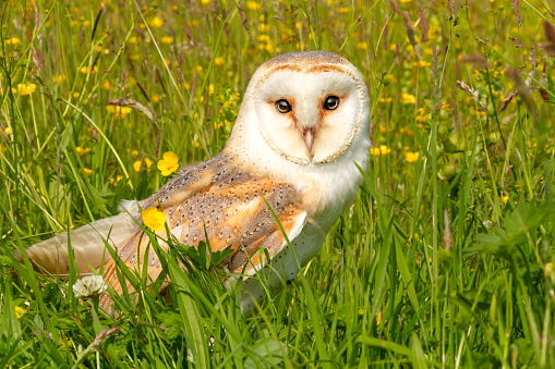 Barn Owl, beautiful white owl with heart shaped facial disc, facing front in a colourful, wildflower summer meadow with buttercups and clover.   Scientific name, Tyto alba.  Space for copy.