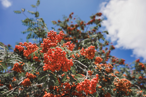 Ripe orange rowan berries growing in clusters on the branches close-up of a rowan tree against a blue cloudy sky outdoors