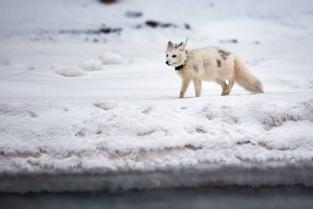 słodki biały lis polarny w śniegu na svalbardzie w mroźny zimowy dzień - snow white animal arctic fox zdjęcia i obrazy z banku zdjęć