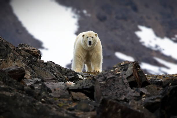istock Polar bear on a rocky mountain in Svalbard, Norw 1456251181