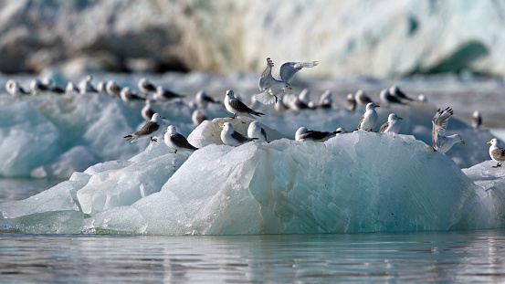 Big group of seagulls perched on a glacier floating in the arctic sea
