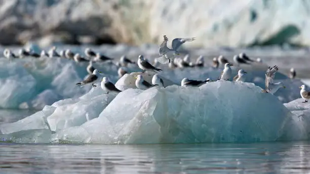 A big group of seagulls perched on a glacier floating in the arctic sea