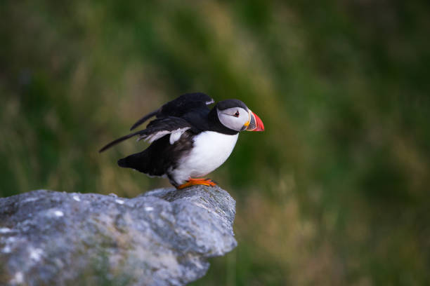 istock Atlantic puffin (Fratercula arctica) at Hornoya island, Norway 1456251257
