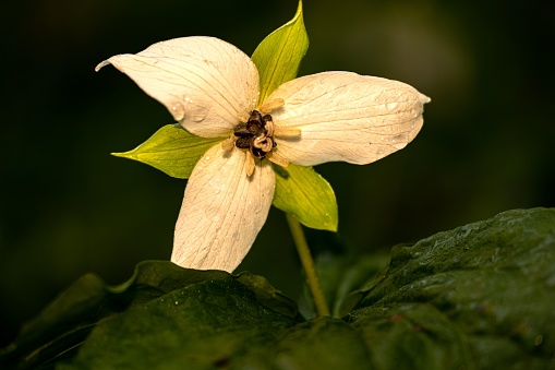 A closeup shot of great white trillium with water drops