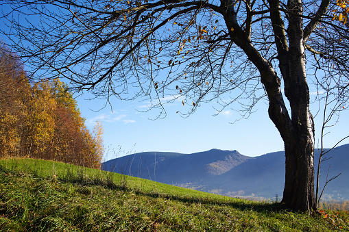 Autumn landscape with mountains and colorful autumn leaves on a sunny day