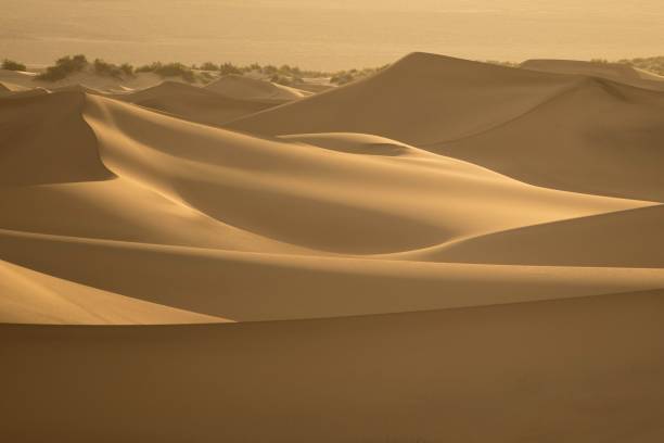 istock White sand dunes with silky smooth texture in a desert 1456252614