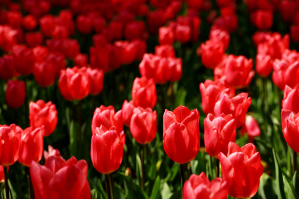 istock Red tulips blooming in the flower bed 1456252642