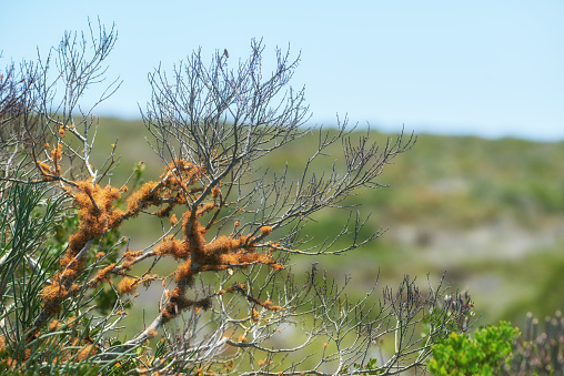 Flowers, plants and trees on mountain side in South Africa, Western Cape