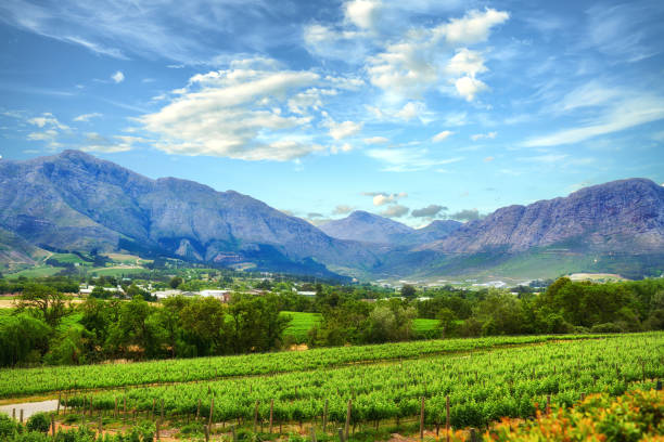 Home of South African wine stock photo