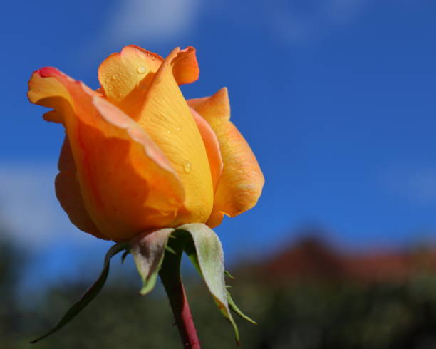 istock Orange petaled Rose bud closeup 1456255034