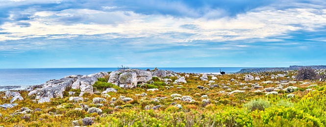 The wilderness of Cape Point National Park, Western Cape, South Africa