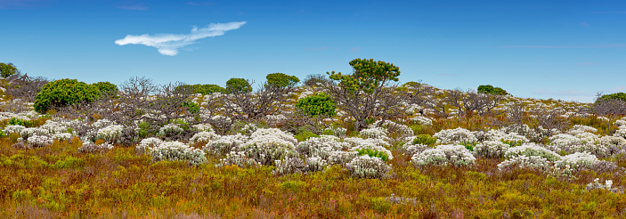 wilderness and outback landscape in Karijini National Park, The Pilbara, Western Australia