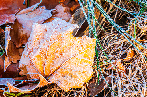 Morning frost clings to fallen maple leaves and grasses on a farm in Lancaster County, Pennsylvania