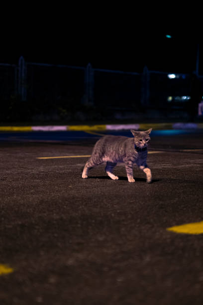Cute stray cat relaxing on the street