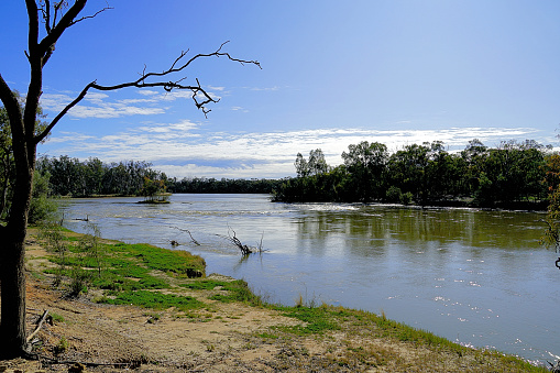 The Murray River in flood in the Mallee Country