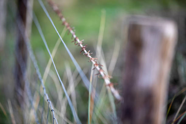 A barbed wire fence next to a path protecting nature.