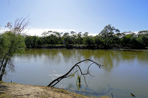 The Murray River in flood in the Mallee Country